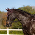 LeMieux Essence Fly Hood - Damson